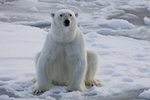 Norway Collection: Norway, Svalbard, Spitsbergen. Polar bear rests on sea ice