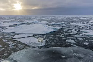 Norway Collection: Norway, Svalbard, Spitsbergen. Polar bear on sea ice at sunset