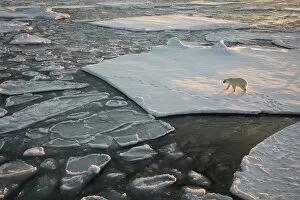 Norway Gallery: Norway, Svalbard, Spitsbergen. Polar bear on sea ice at sunrise