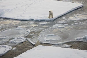 Norway Collection: Norway, Svalbard, Spitsbergen. Polar bear stands on sea ice
