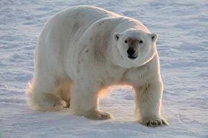 Norway, Svalbard, Spitsbergen. Polar bear walks on sea ice at sunrise. Credit as
