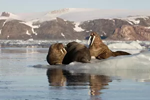 Norway Collection: Norway, Svalbard, Spitsbergen. Walruses lie on ice