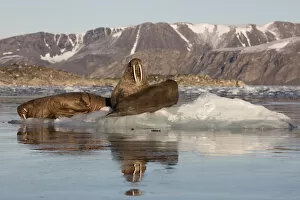 Norway Collection: Norway, Svalbard, Spitsbergen. Walruses lie on ice