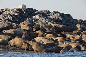Norway, Svalbard, Storoya. Polar bear watches walruses on beach