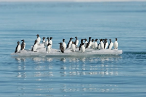 Seabird Prints: Norway, Svalbard. Thick-billed murre birds on ice floe