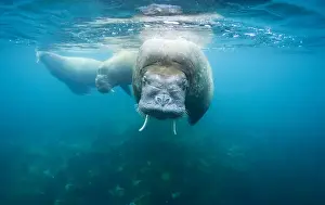 Staring Prints: Norway, Svalbard, Underwater view of Walrus (Odobenus rosmarus) swimming in shallows