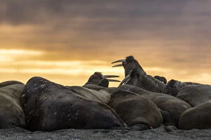 Norway, Svalbard, Wahlbergoya. Walruses on beach at sunrise