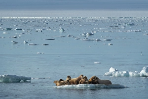 Arctic Ocean Prints: Norway, Svalbard. Walrus pod in Arctic Ocean