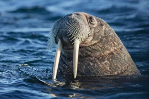 Norway Collection: Norway, Svalbard. Walrus surfaces in water. Credit as: Josh Anon / Jaynes Gallery / DanitaDelimont