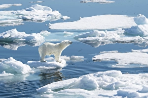 Dangerous Prints: Norway, Svalbard. Wet male polar bear on pack ice in Arctic Ocean