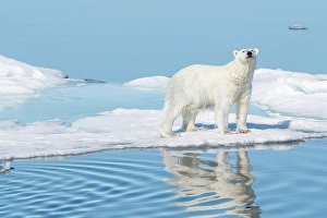 Dangerous Prints: Norway, Svalbard. Wet polar bear on ice floe north in Arctic Ocean