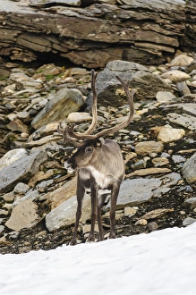 Images Dated 29th January 2013: Norway, Troms. Male Reindeer (Rangifer tarandus)