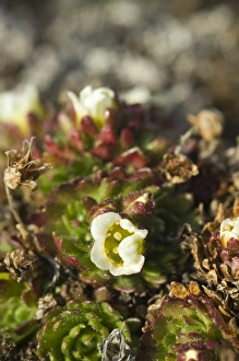 Images Dated 20th June 2005: Norway. Tundra flowers Svalbard Archipelago, Norway