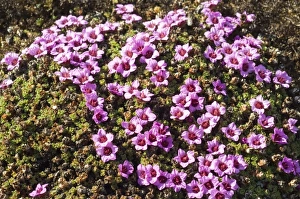 Images Dated 20th June 2005: Norway. Tundra flowers Svalbard Archipelago, Norway
