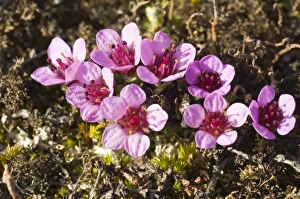 Images Dated 20th June 2005: Norway. Tundra flowers Svalbard Archipelago, Norway