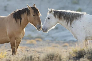 Nose to nose Sand Wash Basin wild mustangs