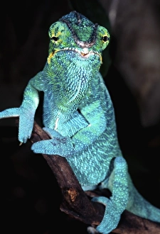 Phase Prints: Nosy Be Blue Phase Panther Chameleon, Fucifer pardalis, Native to Madagascar
