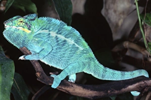 Nosy Be Blue Phase Panther Chameleon, Furcifer pardalis, Native to Madagascar