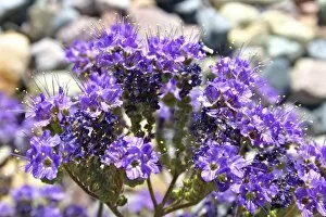 Notch leafed Phacelia wildflowers Death Valley National Park California