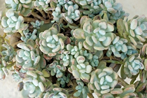 Sicily Prints: Noto, Sicily. Blue green succulents