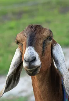 Images Dated 4th October 2006: Nubian goat (doe) Bushnell, FL