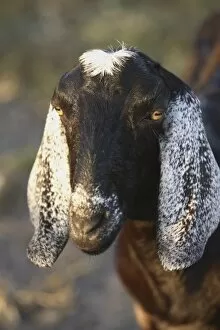 Nubian purebred goat doe