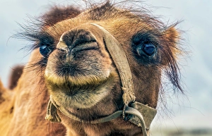 Looking At Camera Prints: Nubra Valley, Ladakh, India. Close-up portrait of Bactrian Camel or two humped camel