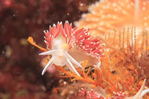 Exploration Prints: Nudibranch (Coryphella rufibranchialis), Inside Passage, Sitka Area, S. E. Alaska, USA