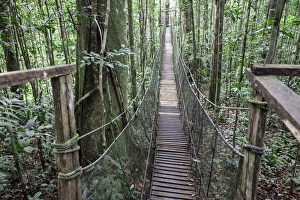 One of a number of bridges crossing over the jungle forest in the Amazon Natural Park One of a number of bridges crossing over the jungle forest in the Amazon Natural Park