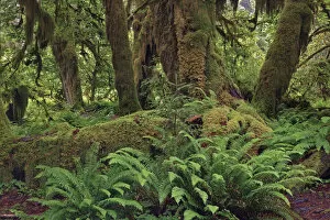 Moss Gallery: Nurse log and Big Leaf Maple tree draped with Club Moss, Hoh Rainforest, Olympic National Park