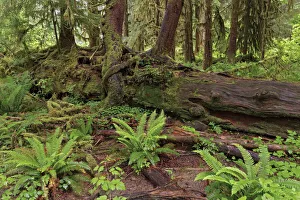 Nurse log and Big Leaf Maple tree draped with Club Moss, Hoh Rainforest, Olympic National Park, Washington State