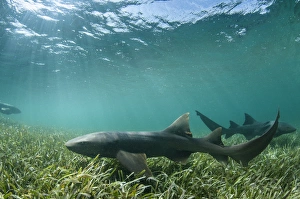 Images Dated 12th May 2015: Nurse Shark (Ginglymostoma cirratum)