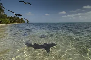 Nurse Shark (Ginglymostoma cirratum) & Magnificent Frigatebird (Fregata magnificens)