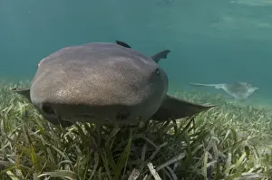 Science Prints: Nurse Shark (Ginglymostoma cirratum) over Turtle grass (Thalassia testudinum)