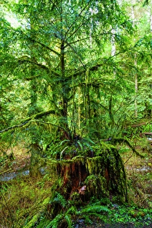 Moss Prints: Nurse tree, Western red cedars growing out of old growth tree trunk