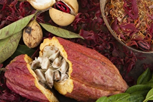 Spice Prints: Nutmeg, bay leaf and cocoa at the spice plantation in Grenada