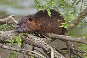 Relaxed Prints: Nutria (Myocastor coypus) adult sunning in bald cypress branches, east Texas