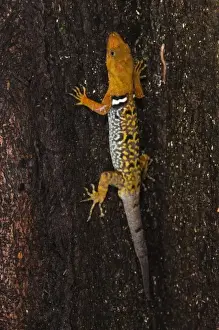 Images Dated 25th October 2010: O Shaughnessys Gecko (Gonatodes concinnatus) Diurnal dwarf gecko, Napo River