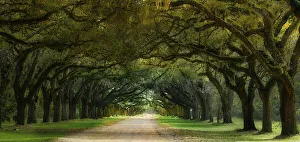 Savanna Prints: Oak Alley, Wormsloe Plantation, Savannah, Georgia, USA
