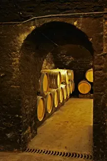 Under Ground Prints: Oak barrels in the cellar of Domaine Gros Frere et Soeur in Vosne-Romanee