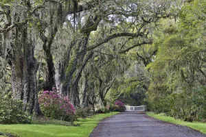 Oak Lane Prints: Oak lane Springtime azelea blooming Magnolia Plantation, Charelston South Carolina
