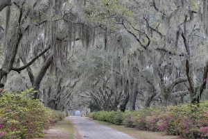 Oak Lane Prints: Oak lined lane and azeleas in Bonaventure Cemetery Savannah, Georgia
