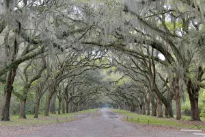 Images Dated 2nd April 2016: Oak lined lane into Wormsloe Historic Site Savannah, Georgia