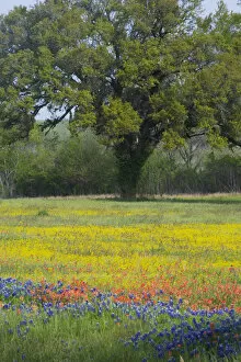 Oak Tree and field of wildflowers, Blue Bonnets, Indian Paint Brush and Coreopsis