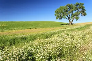 Oak Tree Prints: Oak Tree near field of Oxeye Daisies (Chrysantheumum leucanthemum) and Wheat, Palouse