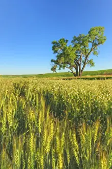 Wheat Field Prints: Oak Tree near Wheatfields, Palouse Area of Eastern WA near town of Steptoe, USA