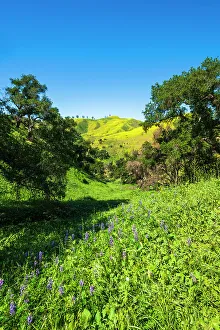 Hike Prints: Oak trees and lupine in Harmon Canyon Preserve, Ventura, California, USA