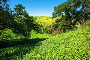 Images Dated 6th September 2022: Oak trees and lupine in Harmon Canyon Preserve, Ventura, California, USA