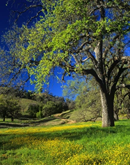 Pretty Prints: Oak trees and wildflowers cover the hillsides in Monterey County