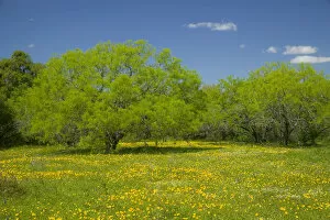 Oak trees and wildflowers springtime bloom near Cuero Texas